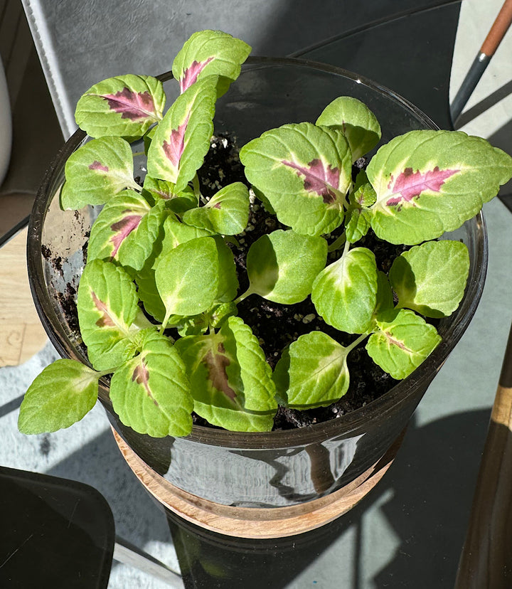 Painted Leaf Houseplant Kit