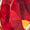 Red Swatch