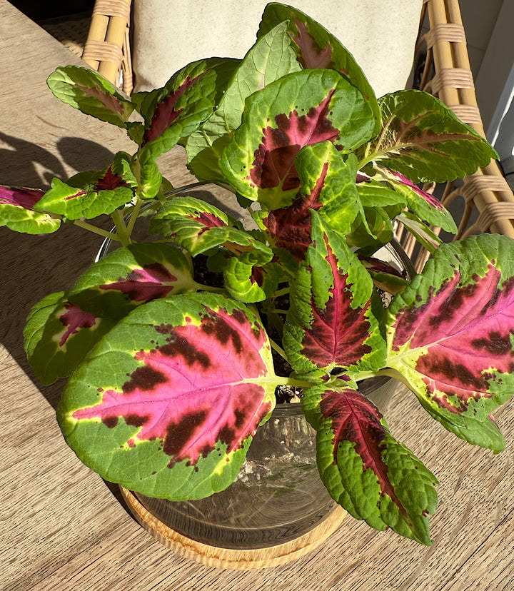 Painted Leaf Houseplant Kit