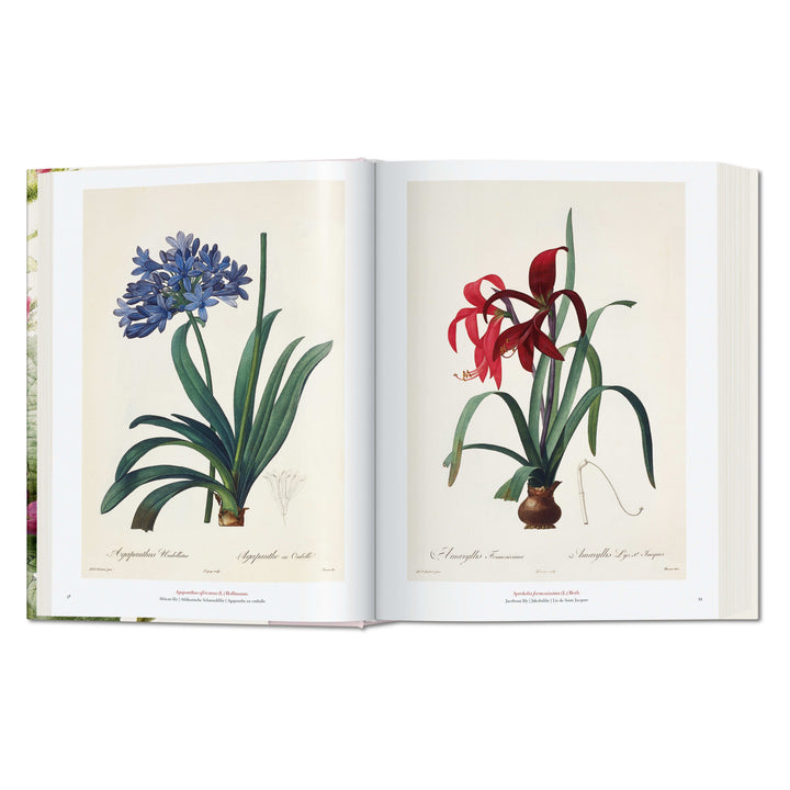 Redouté: The Book of Flowers