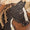 Horse Swatch