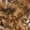Brown Swatch