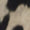 Print Swatch