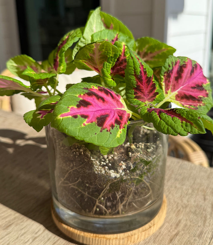 Painted Leaf Houseplant Kit