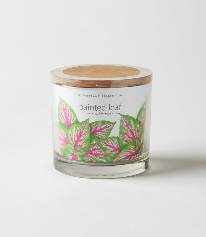 Painted Leaf Houseplant Kit