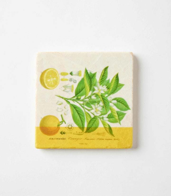 Lemon Marble Coasters, Set Of 4