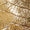 Gold Swatch