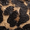 Leopard Swatch