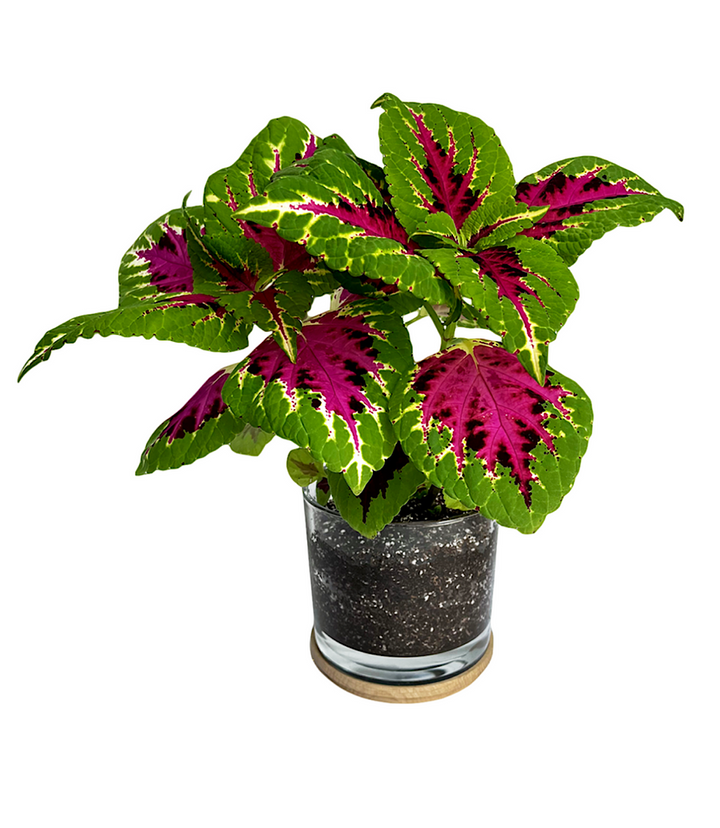 Painted Leaf Houseplant Kit