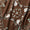 Brown Swatch