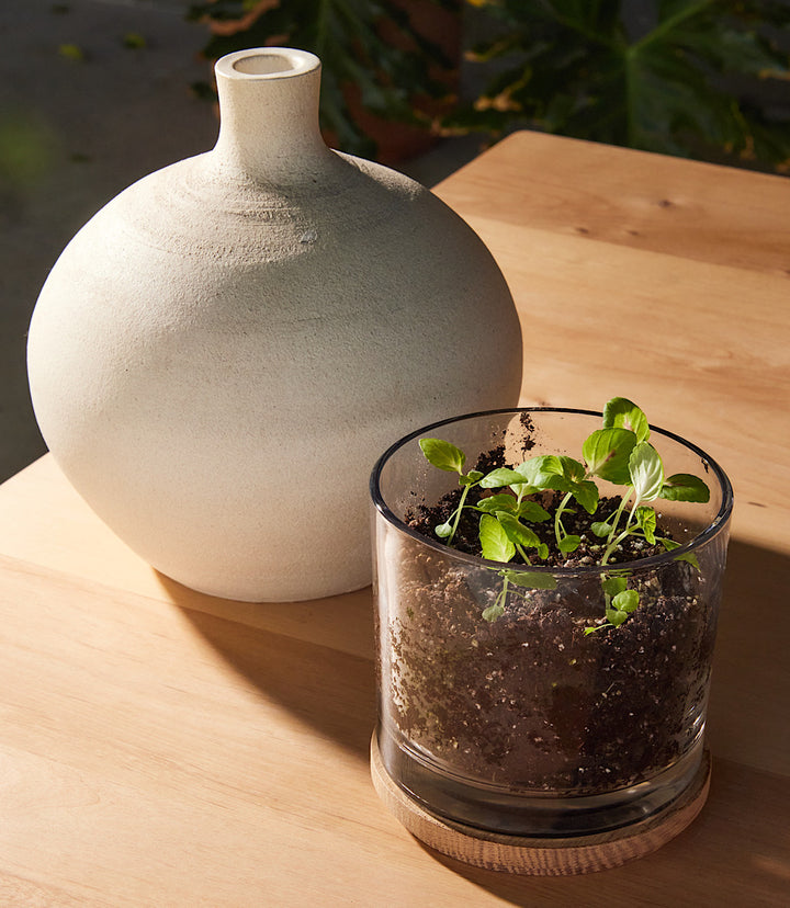 Painted Leaf Houseplant Kit