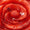 Red Swatch