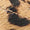 Leopard Swatch