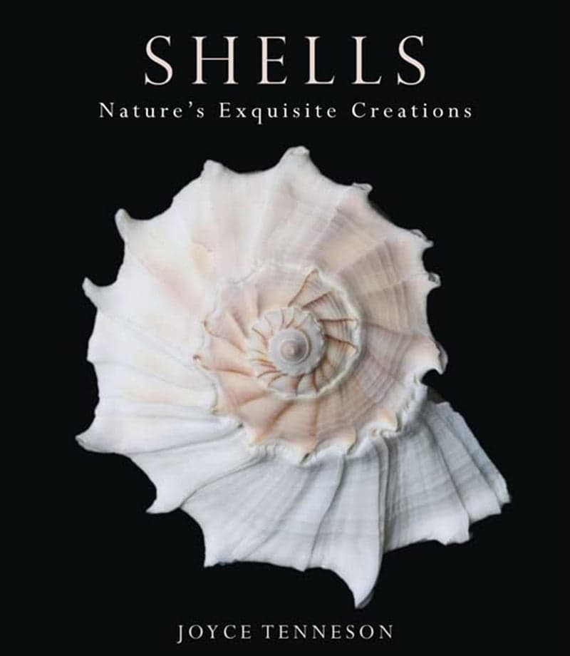 Shells: Nature's Exquisite Creations