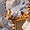 Clear Swatch
