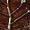 Brown Swatch