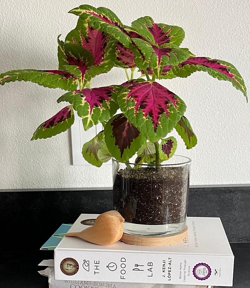 Painted Leaf Houseplant Kit