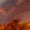 Amber Swatch