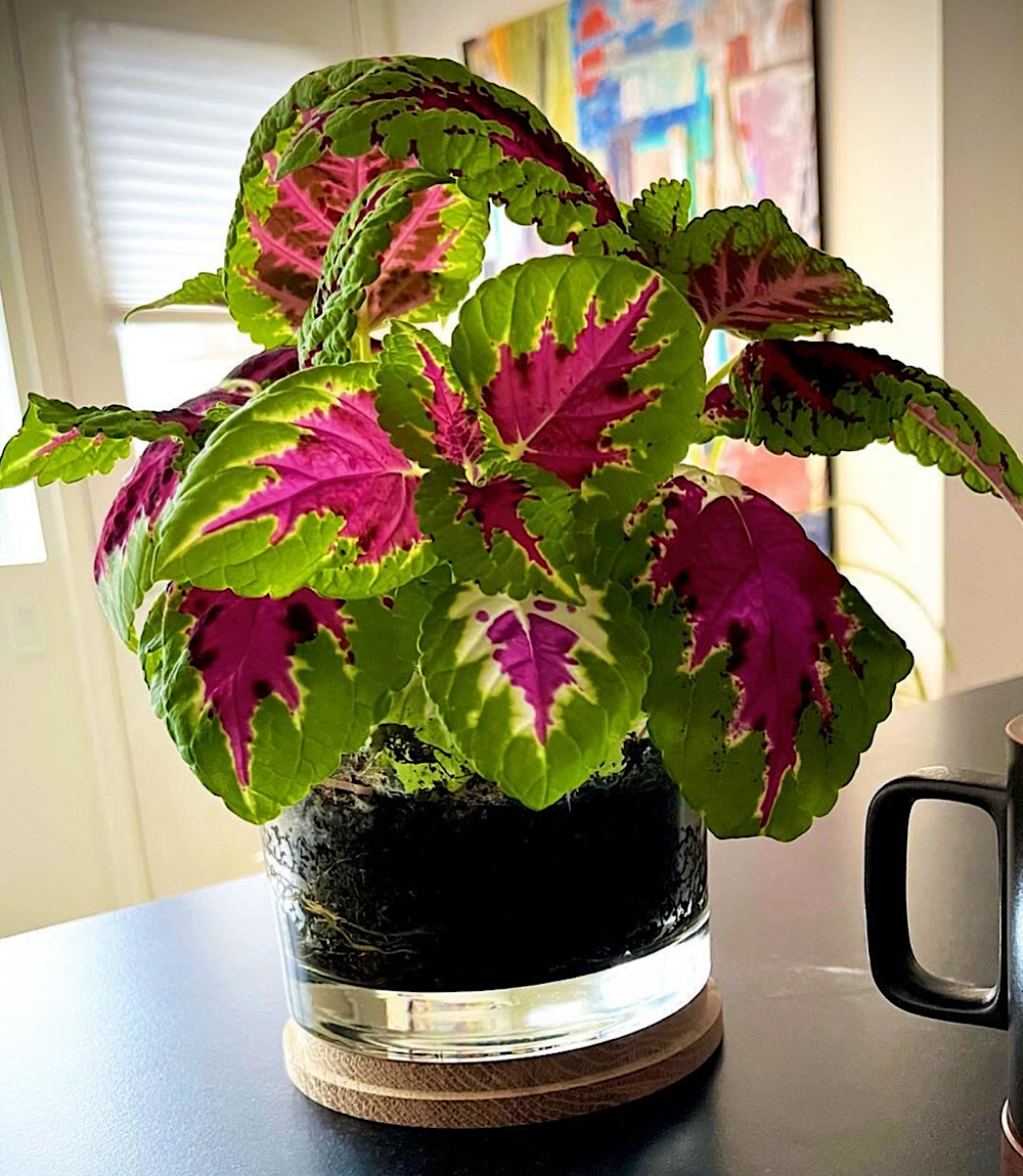 Painted Leaf Houseplant Kit