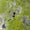Green Swatch