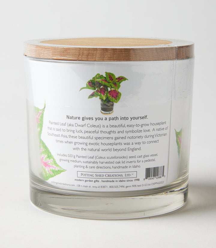 Painted Leaf Houseplant Kit