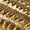 Gold Swatch