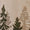 Forest Swatch