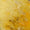 Yellow Swatch