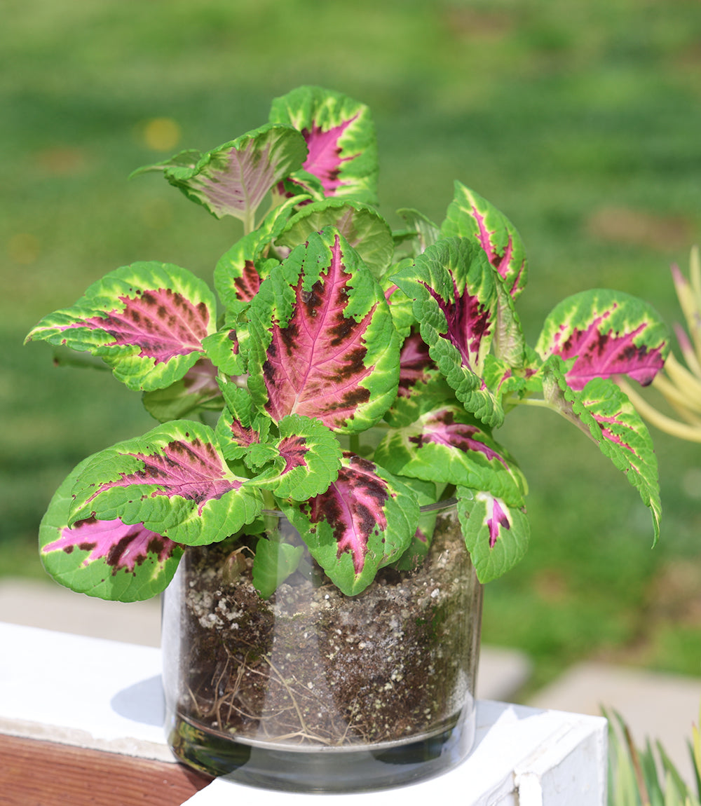 Painted Leaf Houseplant Kit