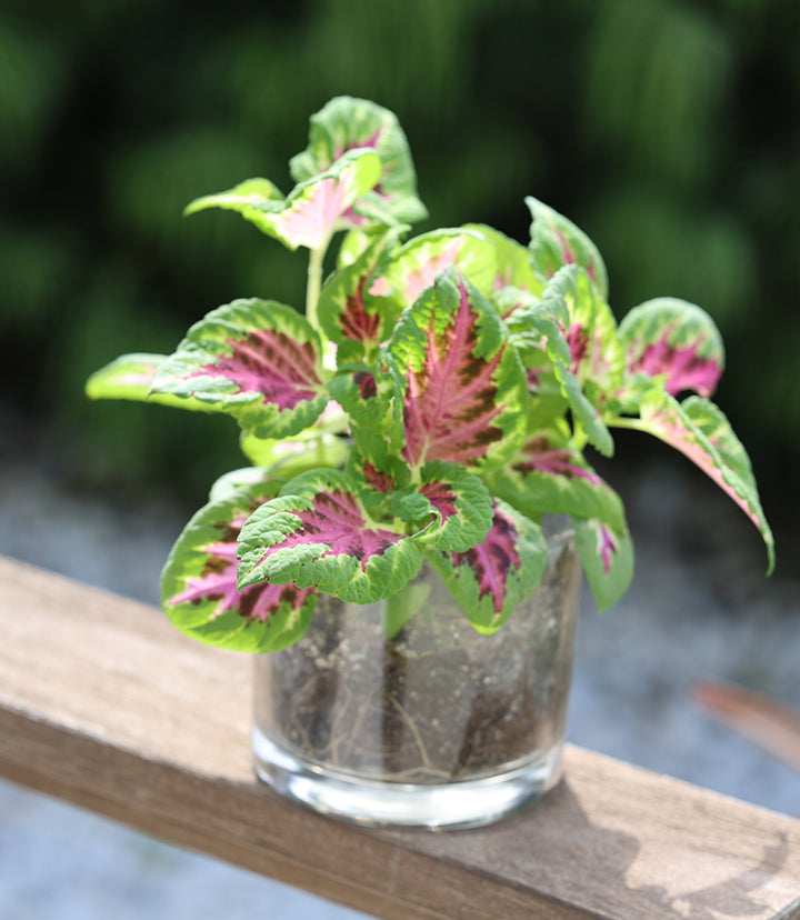 Painted Leaf Houseplant Kit