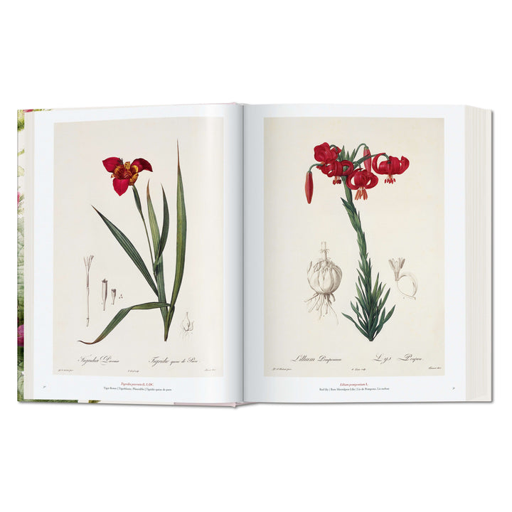 Redouté: The Book of Flowers